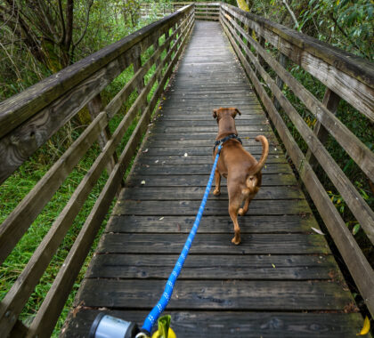 Dog walking on a bridge