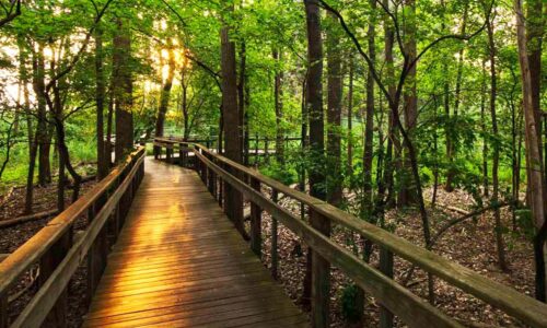 Trail in the woods