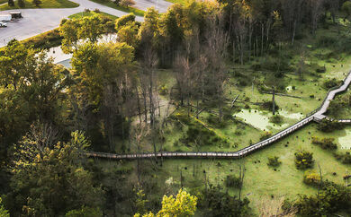 Hiking path through the woods