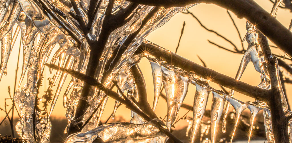 Thick icicles on tree branches