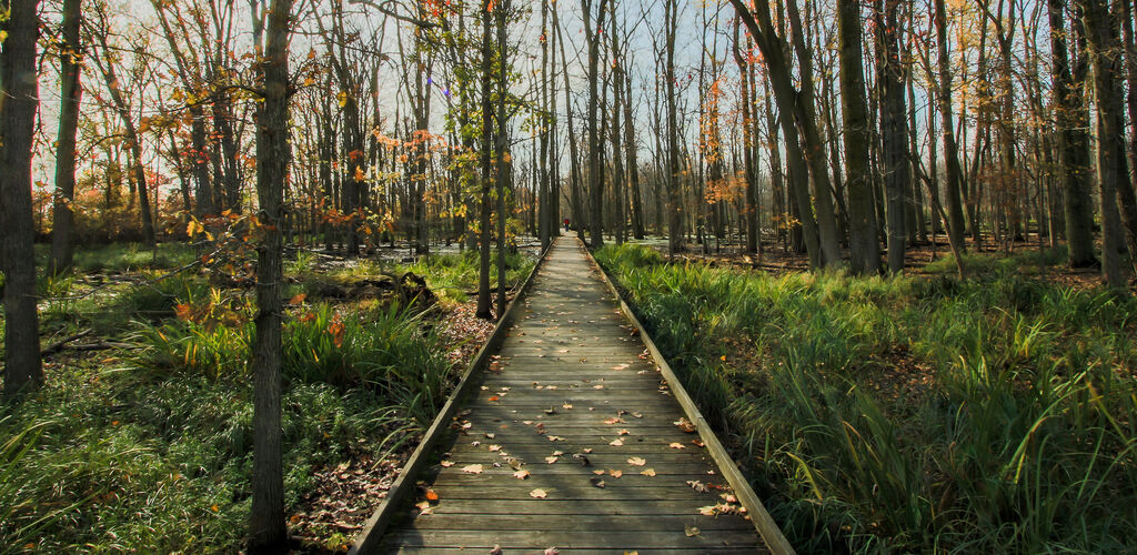 Boardwalk during the fall