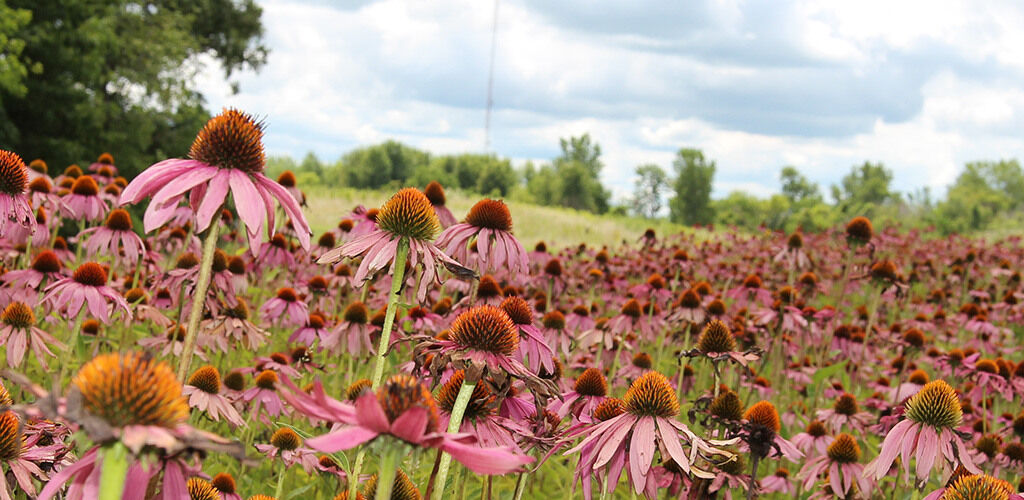 Wild flowers